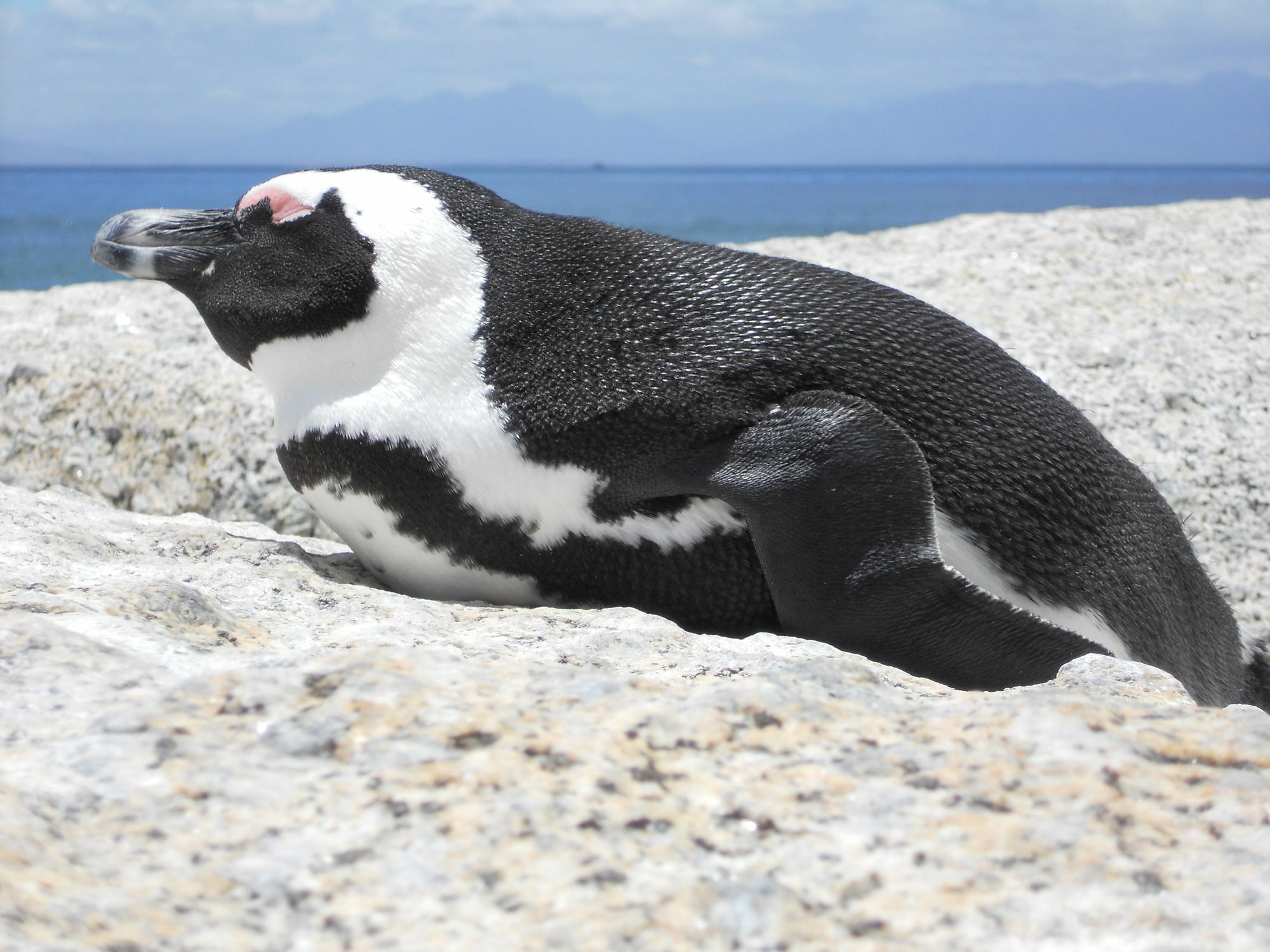 Mariner Guesthouse & Villa Simon's Town Luaran gambar